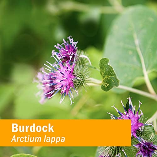 organic-burdock-root-extract-burdock-roo-5.jpg