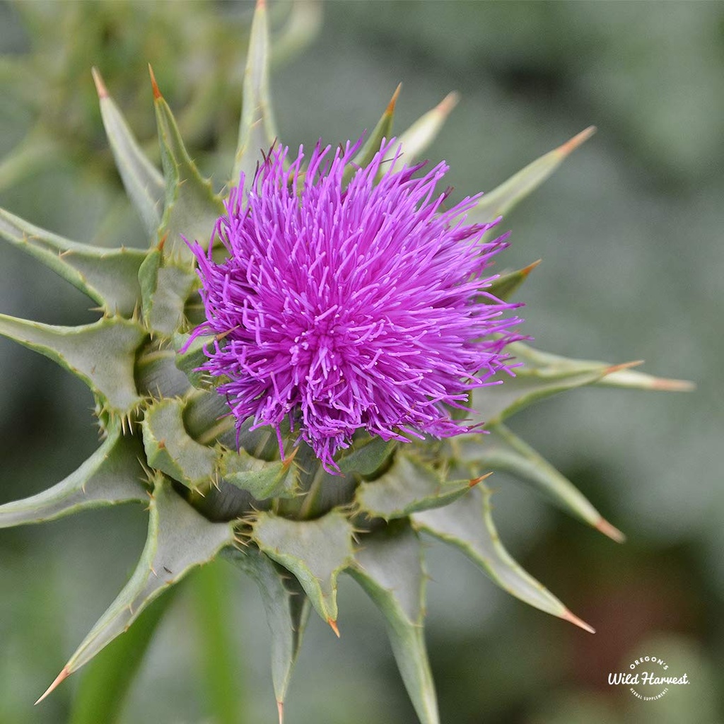 oregon-s-wild-harvest-milk-thistle-organ-4.jpg