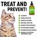 dog-antibiotics-for-infections-kennel-co-81uiIbKiewL.jpg