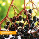 herb-pharm-certified-organic-black-elder-2.jpg