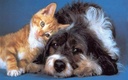 i-love-my-pets-llc-immune-dog-treats---p-3.jpg
