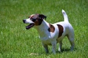 digestive-nutritional-supplements---prob-4.jpg