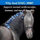 su-per-dmg-3000-horse-supplement---train-4.jpg