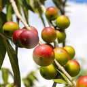 amazon-andes-camu-camu-fruit-powder-myrc-4.jpg