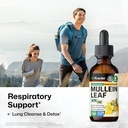 bio-krauter-mullein-tincture-2-fl-oz-mil-2.jpg