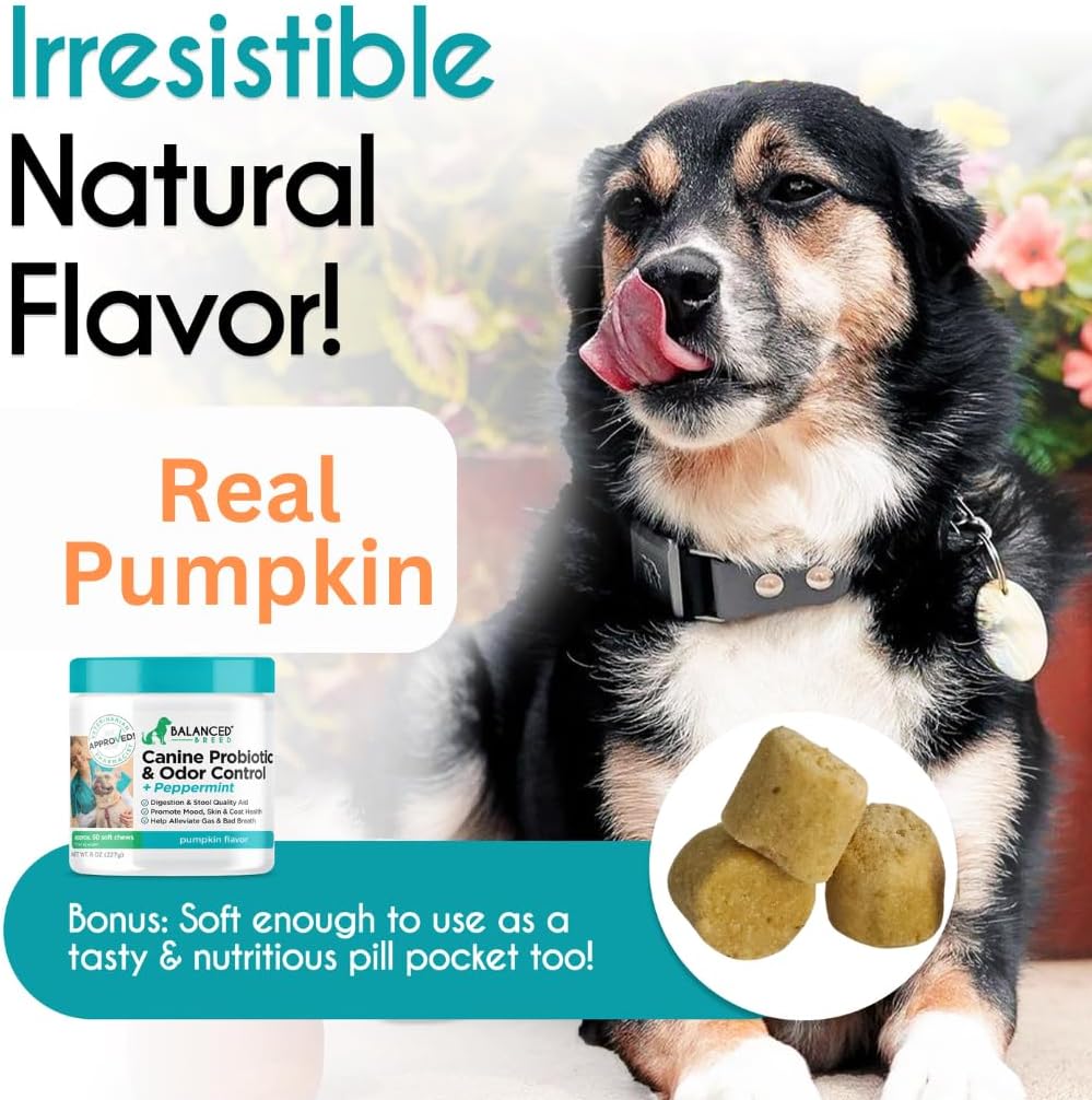 balanced-breed-dog-probiotics-digestive--5.jpg