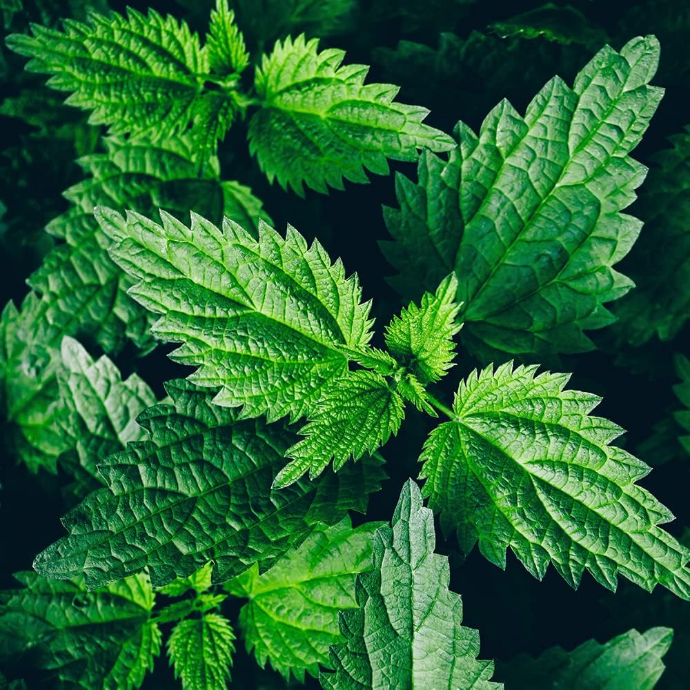 organic-stinging-nettle-plant-urtica-dio-2.jpg
