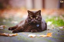 cat-vitamins-for-shedding---ultra-vitami-3.jpg