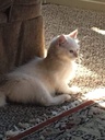 i-love-my-pets-llc-cat-immune-system-boo-3.jpg
