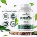 pure-berberine-supplement-1300mg-berberi-6.jpg