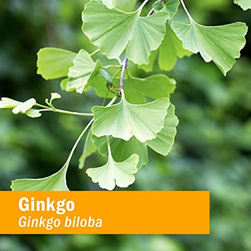 herb-pharm-certified-organic-ginkgo-liqu-5.jpg