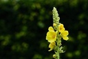 cedar-bear-respir-moisten-a-liquid-herba-4.jpg