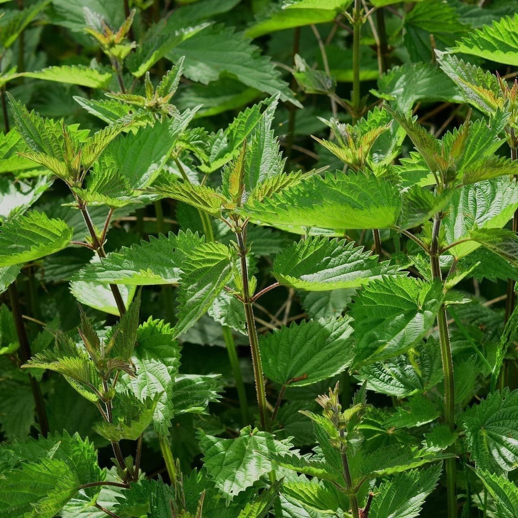 Sting Nettle (Urtica Dioica) - 100 Seeds by OrginBud