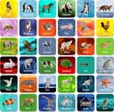 Hebayy 36 Pair Animal Matching Game Flash Cards Erasable (כל מדדים 2) X 2