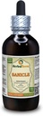 Sanicle (Sanicula Europeea) Tincture, Dried Herb נוזל לחלץ (שם בדוי: HerbalTerra, המיוצר גאה בארה"ב) 4 fl.oz (120 מ"ל)