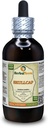 Skullcap (Scutella lateriflora) Tincture, אורגני Dried Herb נוזל לחלץ (שםBrand: HerbalTerra, Proly Made in USA) 4 fl.oz (120 מ"ל)