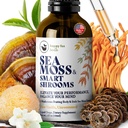 HAPPY FOX Irish Sea Mosss Liquid Drops & Mushroom Tincture - Seamos עם 7 חלוקי Mushroom מתאימים לתמיכה קוגניטיבית & Gut בריאות, Mushroom קפה Elixir, Pure Vanilla Flavor