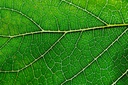 חוות Antler - 100% טבעי 12,000 מ"ג נוזל Chlorophyll טיפות, תמצית מבוזר 2-8X חזק יותר, 60 משרתים, 2 oz - תמיכה כספית, אנרגיה Booster, Detox, Fresh Mint Flavor