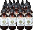 Echinacea אלכוהול חינם לחלץ, Echinacea (Echinacea Angustifolia) Dried Root Glycerite הוואי Pharm טבעי צמחייה 15x4 oz