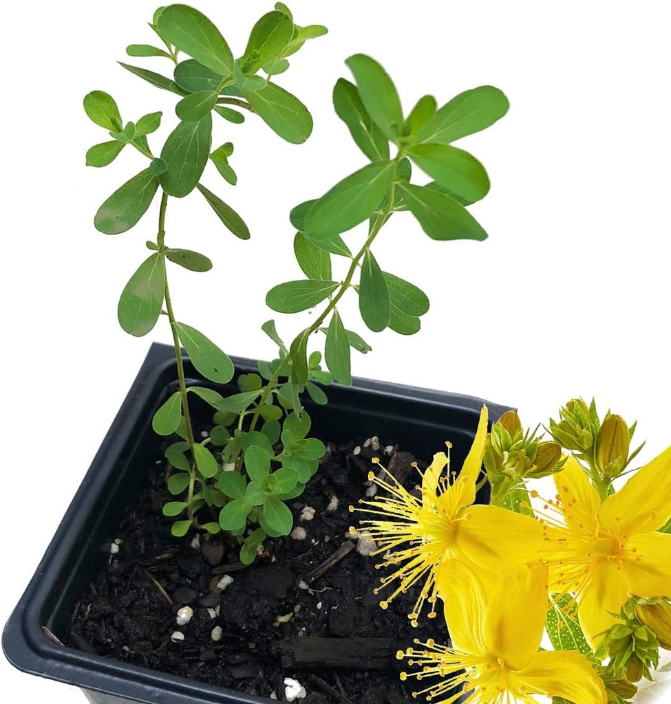 צמח Wort של סנט ג'ון (Hypericum Perforatum) 2.5 אינץ 'פוט - St. John's Wort Live Plant