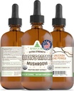 RawGuru Lion's Mane Mushroom Tincture - הפלט של אריה טבעוני עם Trace מינרלים - Nano-Processed Immunity Boost & Cognitive Supplement - 120 משרתות של טיפות טבעוניות ל-120 מ"ל, Pack of 1 1