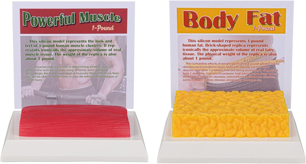 SimCoach Human Body Fat & השרירים Replica 1 Lb, שמור על Fit &Fitness מוטיבציה & מזכיר, מודל שומן שרירי אנושי עבור תזונה, Athlete