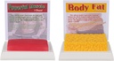 SimCoach Human Body Fat & השרירים Replica 1 Lb, שמור על Fit &Fitness מוטיבציה & מזכיר, מודל שומן שרירי אנושי עבור תזונה, Athlete