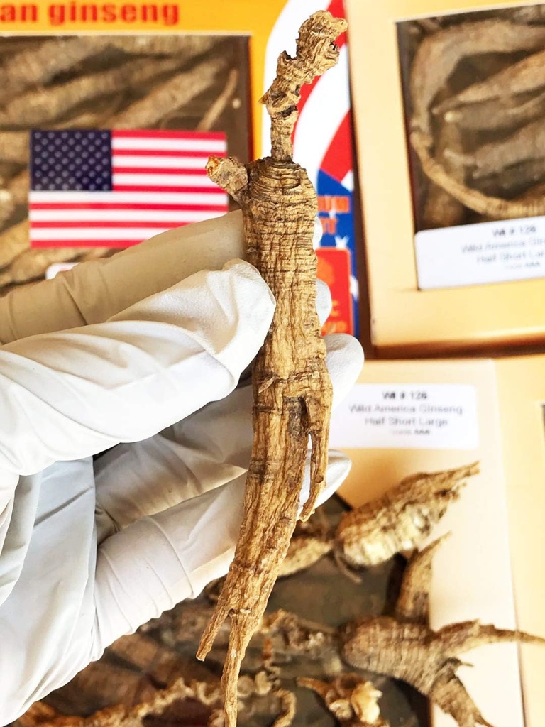 8OZ=227g/Box American Wild Ginseng 15~20 Years, Wisconsin Whole Ginseng Root Hand-Selected | 美国威斯康辛州野生西洋参 花旗参 野泡参 大号 |Cultivated American Wisconsin Ginseng Lager WI 126#L 8OZ/Box