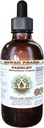 Parsley אלכוהול חינם לחלץ, Parsley (Petozlinum Crispum) Root Glycerite Natural Herbal תוסף, הוואי Pharm, ארה"ב 2 fl.oz.