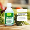 FUNAT Chlorophyll Plus נוזל עם Natural Mint Flavor - תוספי מזון מזינים-Rich ירוק עבור אנרגיה & בריאות, Easy-to-Use טיפות - 8.1 FL OZ