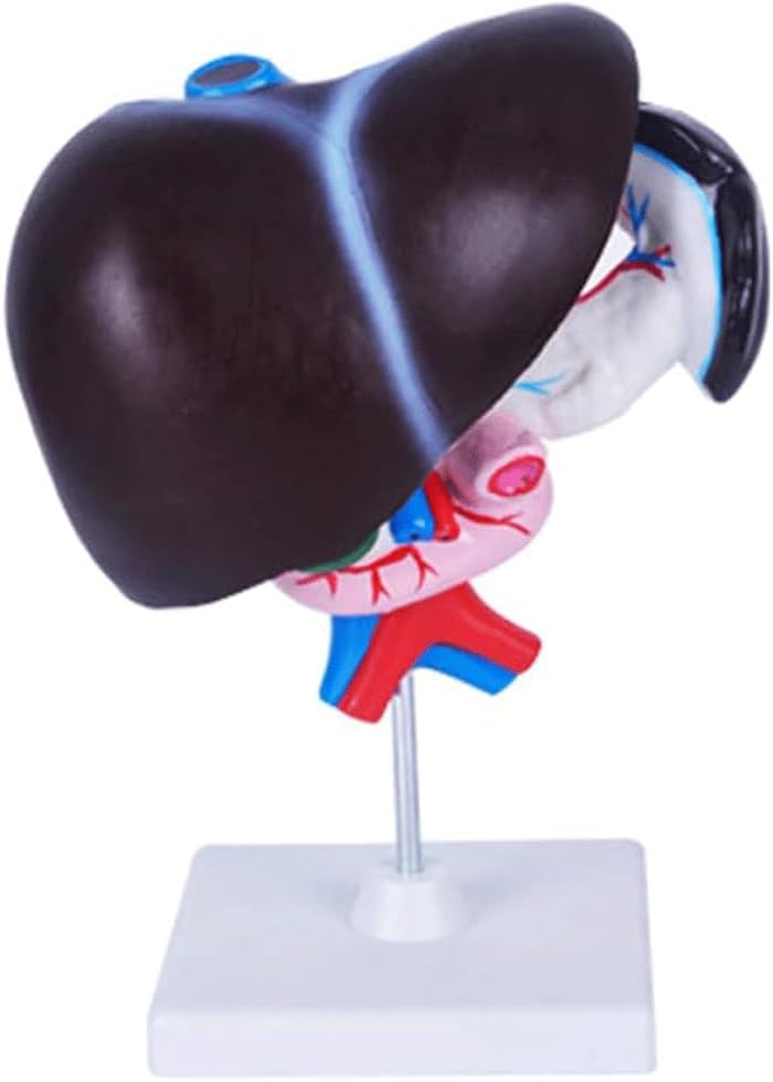 מודל האורגניזם האנושי A מלאכותי Liver Pancreas Duodenum מודל Liver הוראה סיוע רפואי Liver אנטומיה מודל Detachable לתוך 3 חלקים עבור כלי לימוד עבור לימודי בית הספר
