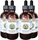 Pipsissewa אלכוהול ללא תשלום, Pipsissewa (Chimaphila umvata) Dried Leaf Glycerite Natural Herbal תוספת, הוואי Pharm, ארה"ב 4x4 fl.oz