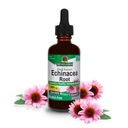 תשובתי של הטבע Echinacea | תמיכה במערכת חיסונית בריאה