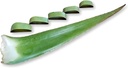 3 פאונדים אורגני אקסטרה גדול Aloe Vera Barbadensis ירוק Leaves