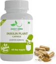 Generic JAGY Premium Insulin Plant כמוסות (Costus Igneus) תוסף טבעי 240 קפסולות Veggie (60 יום אספקה) Insulin Plant