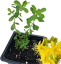 צמח Wort של סנט ג'ון (Hypericum Perforatum) 2.5 אינץ 'פוט - St. John's Wort Live Plant