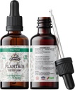 Plantain Tincture, Organic Plantain Extract (Plantago מייג'ור) Dried Leaf Health Supplement, non-GMO ב- Cold-Pressed Organic ירקות Glycerin 2 oz, 670 מ"ג
