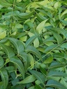 נאם טרי עוזב, Azadirachta Indica, Margosa, מדרום פלורידה. (3 OZ)