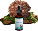 Mushroom Science MaitakeGold 404 Mushroom, לחלץ נוזלי, תמיכה בריאות, תוספי תזונה טבעית למבוגרים, מים חמים הוציאו Mushrooms, Vegetarian, 1 Oz, 180 משרתים